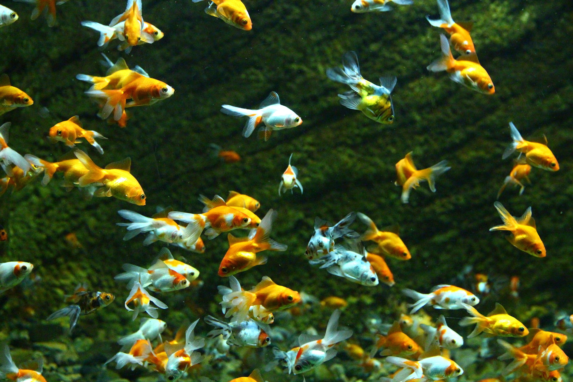 You are currently viewing 8 Greatest Sizable Fish for a Freshwater Aquarium