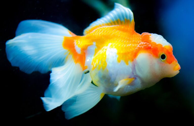 General Misconceptions Concerning Goldfish