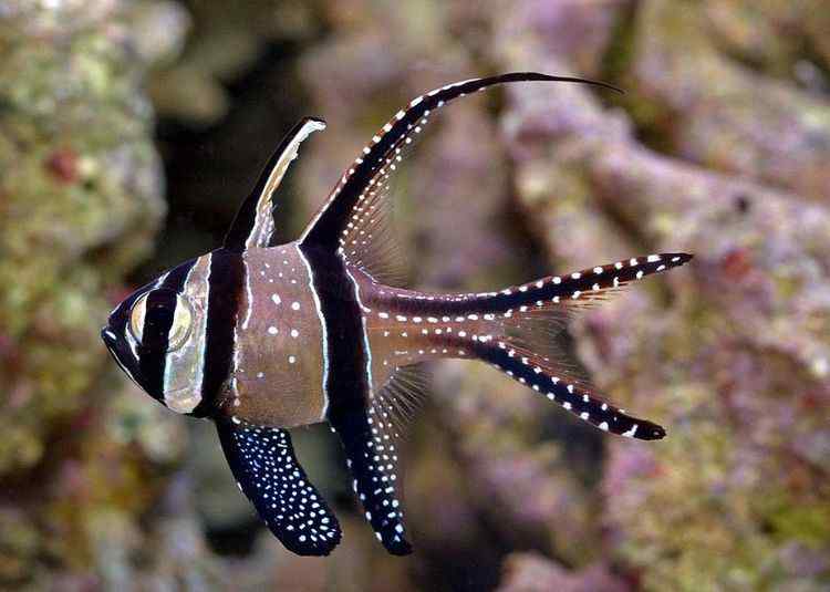 Banggai Cardinal Fish