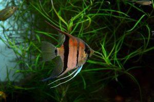 Read more about the article What is Angelfish? Introducing the types and precautions when breeding!
