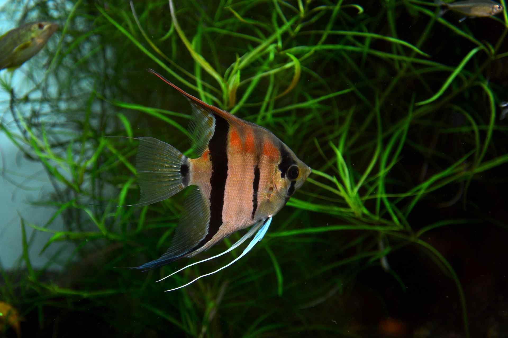You are currently viewing What is Angelfish? Introducing the types and precautions when breeding!