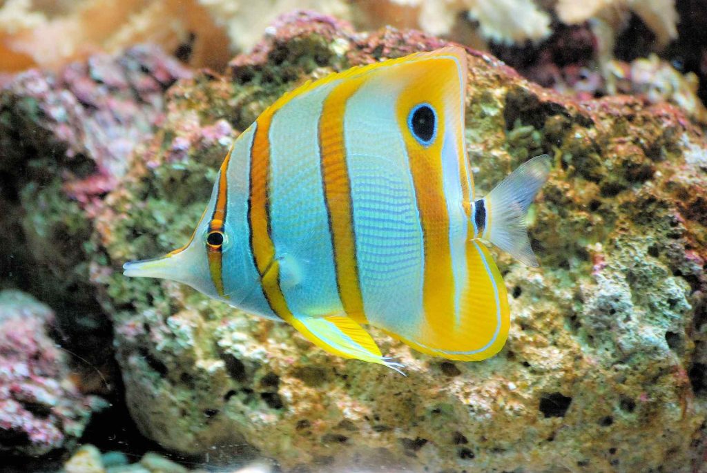saltwater butterfly fish