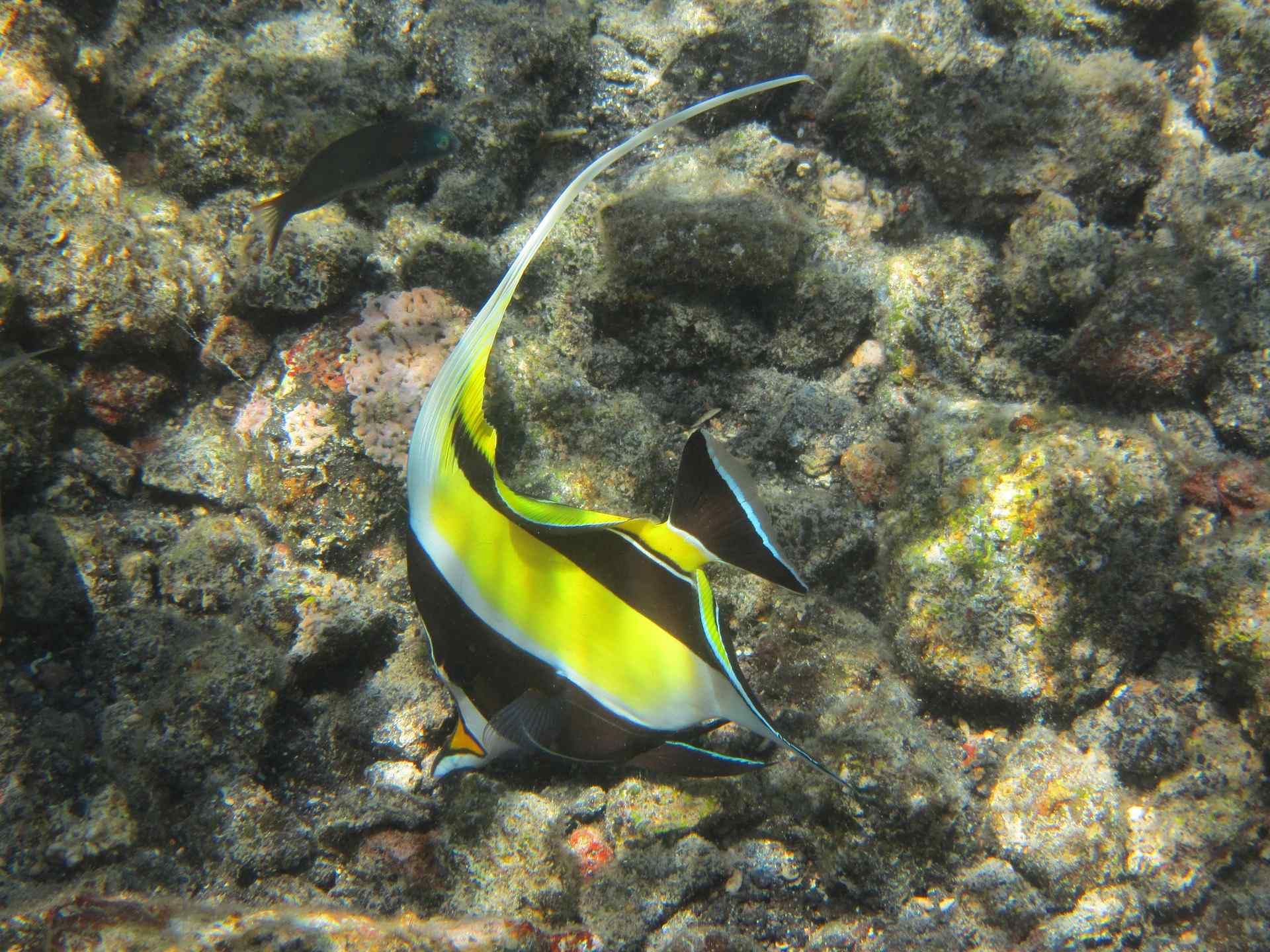 You are currently viewing How to raise Moorish idol (gill)
