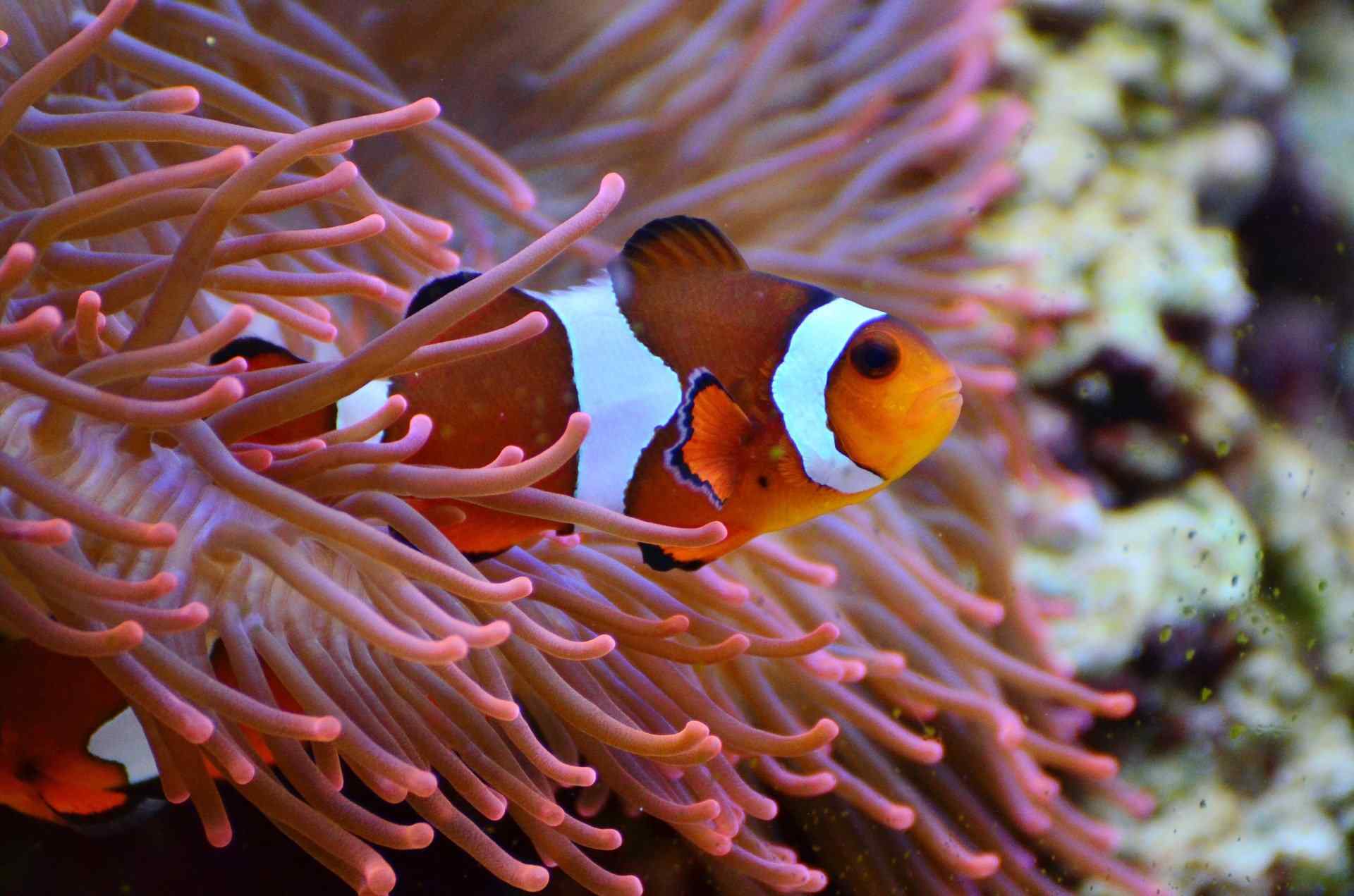 Relationship between anemonefish and sea anemones