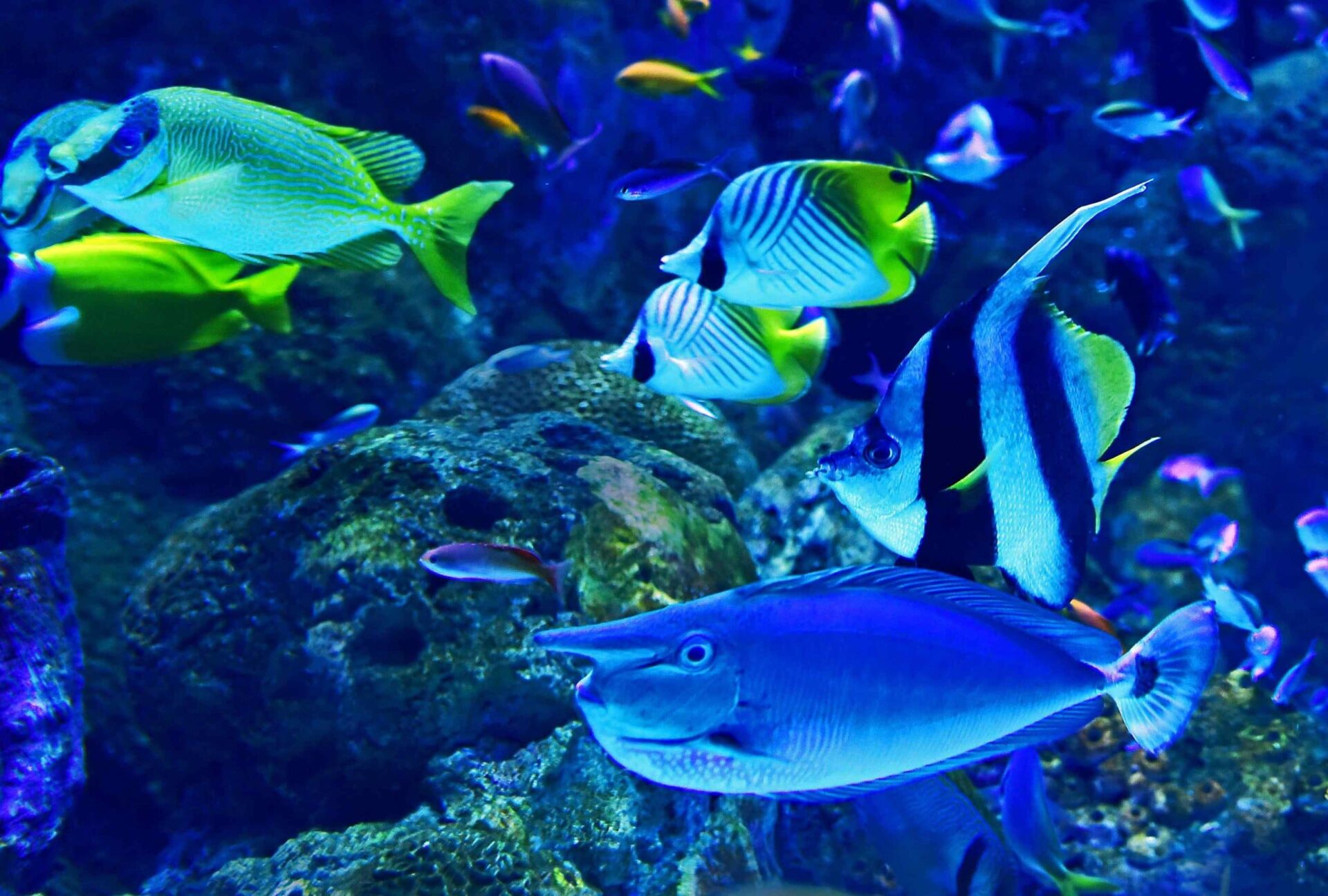 You are currently viewing The 07 best saltwater fish! Clean and easy-to-breed fish