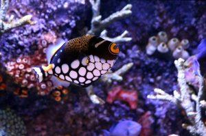 Read more about the article Triggerfish breeding method-Popular for beginners