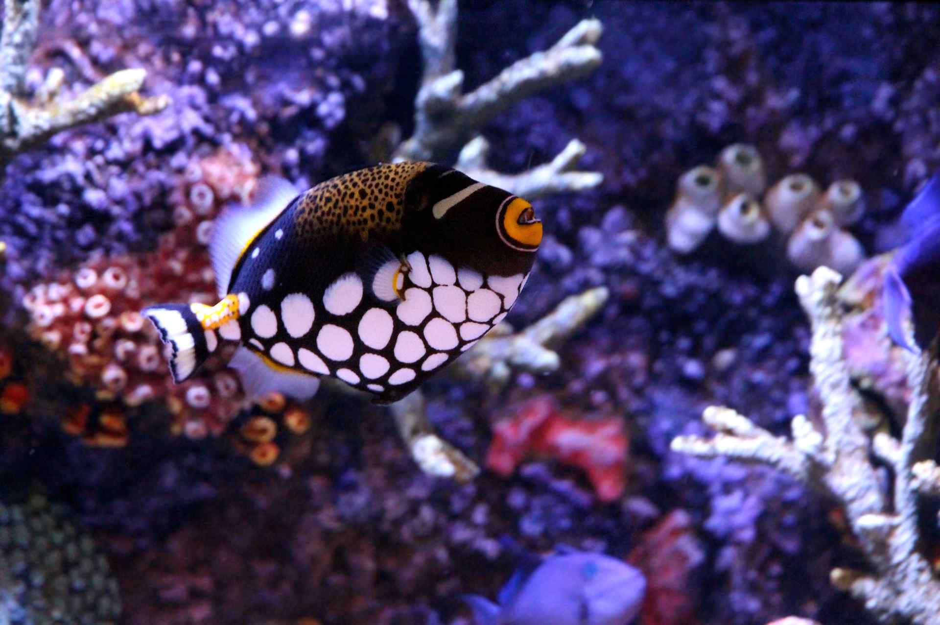 You are currently viewing Triggerfish breeding method-Popular for beginners