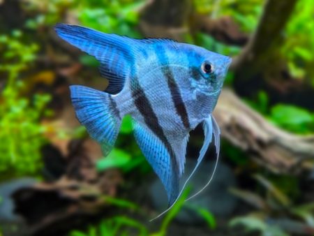 blue angelfish freshwater