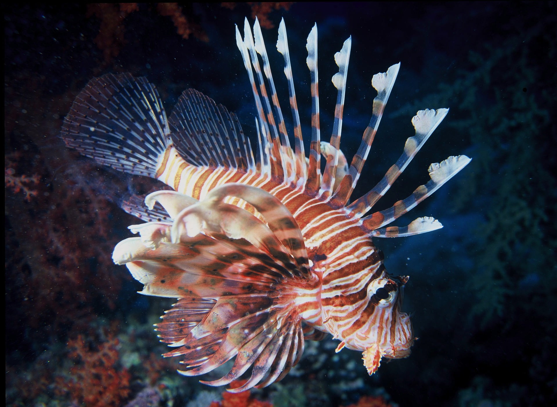 You are currently viewing What kind of fish is a lionfish?