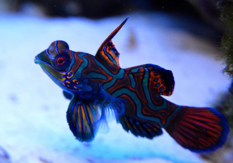 Mandarinfish