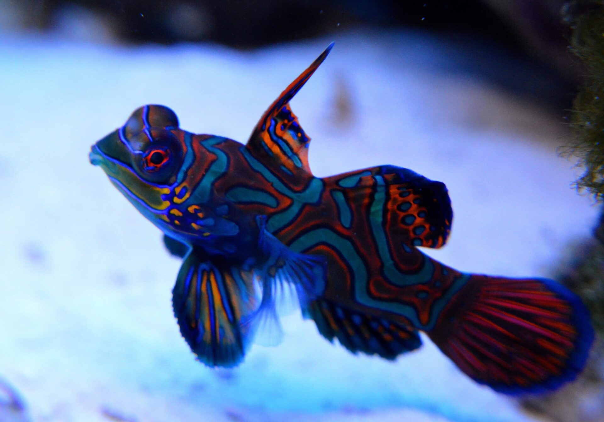 Read more about the article What is Mandarinfish?