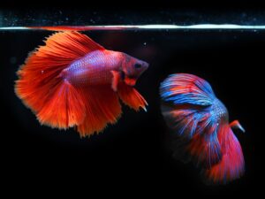 Read more about the article Fighting fish (Betta) solid