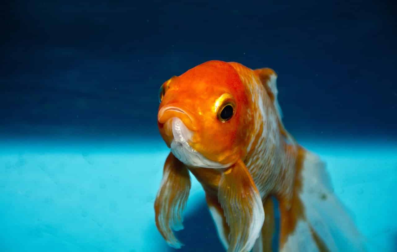 Read more about the article Tips for Keeping Goldfish Healthy in an Aquarium