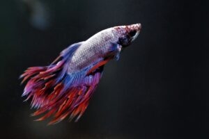 Betta Eating Overview