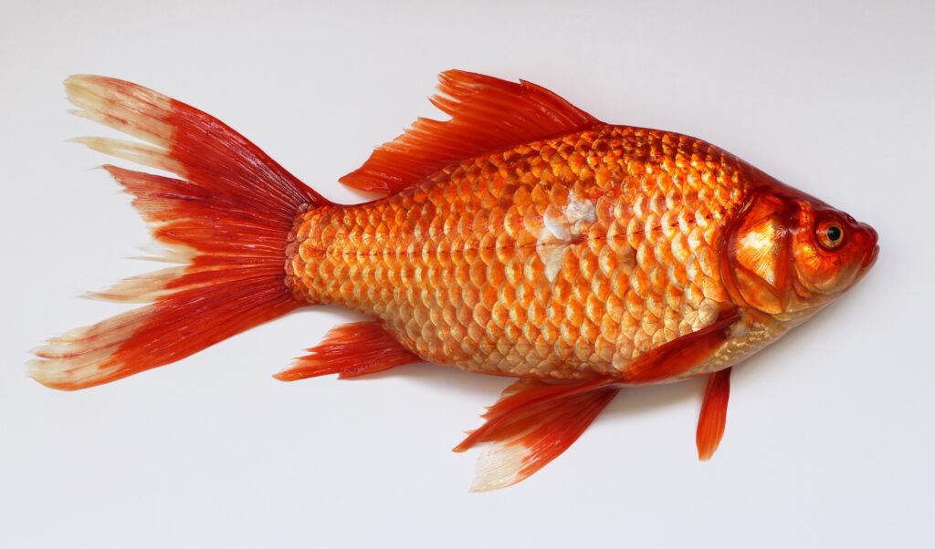 What should you do if your fish has parasites?