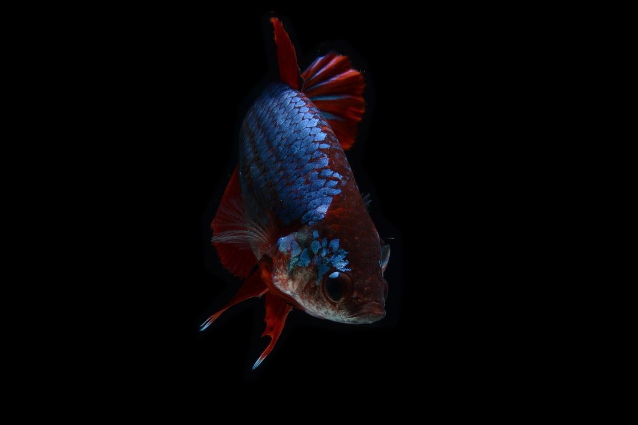 swim bladder disease betta