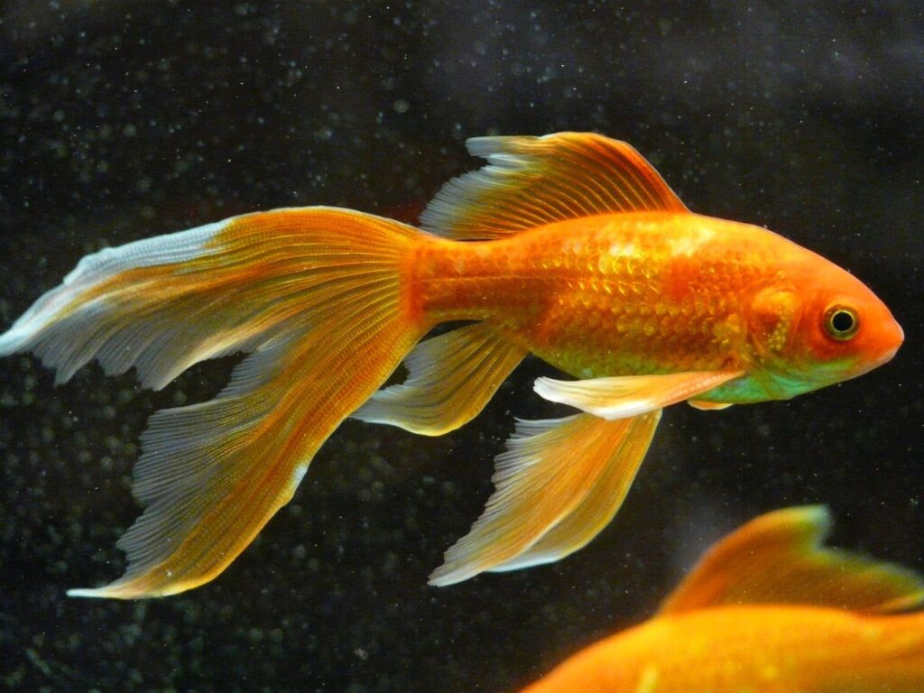 Tips for Keeping Goldfish Healthy in an Aquarium