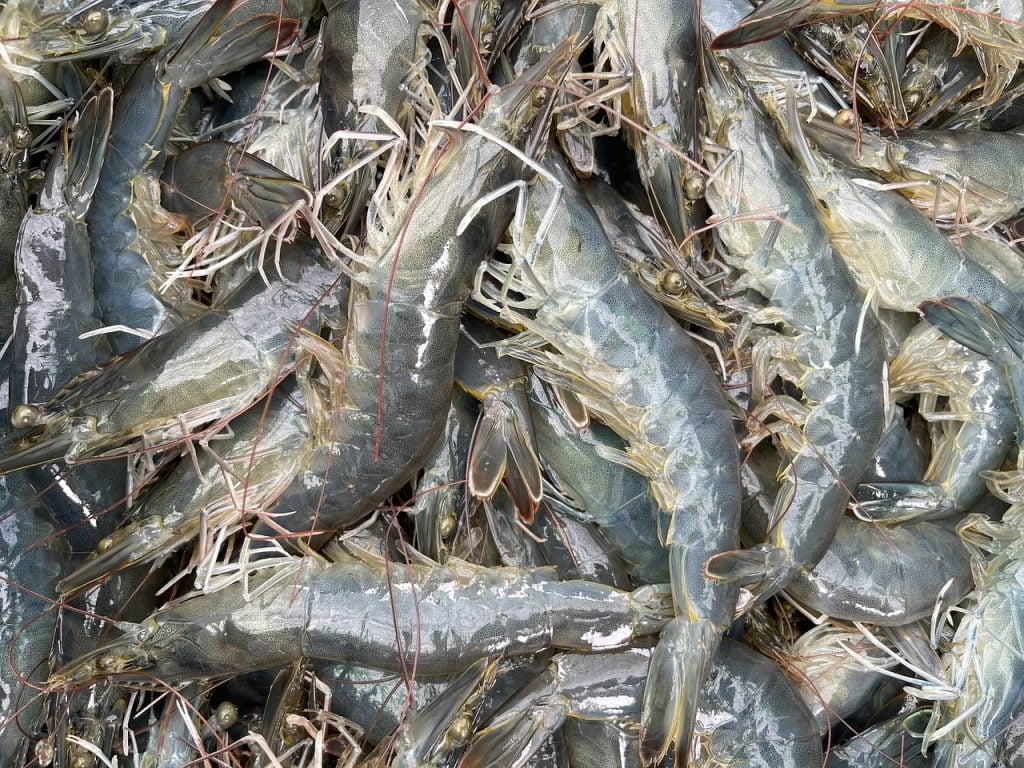 shrimp farming at home