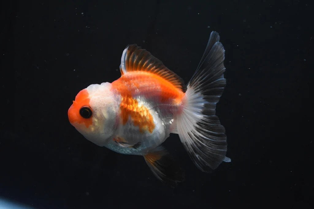 thai oranda goldfish