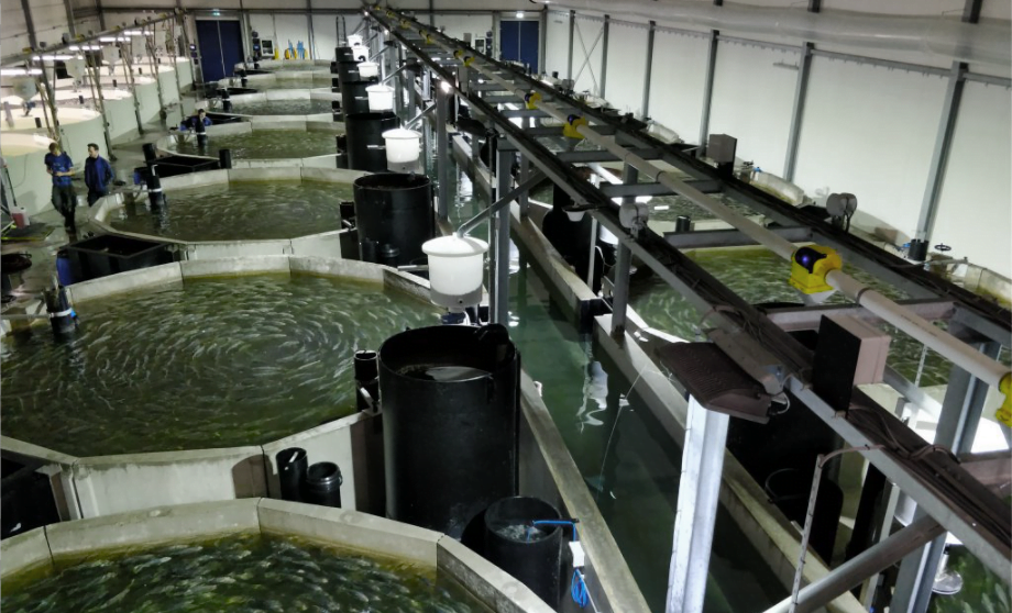 advantages of recirculating aquaculture systems