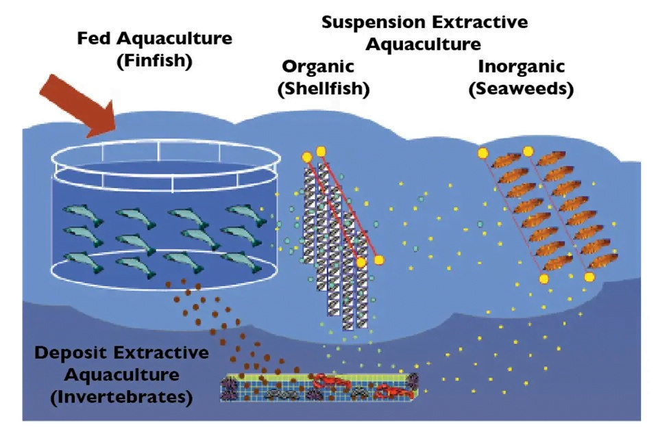 Integrated multitrophic Aquaculture