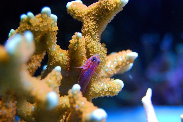 small saltwater fish
