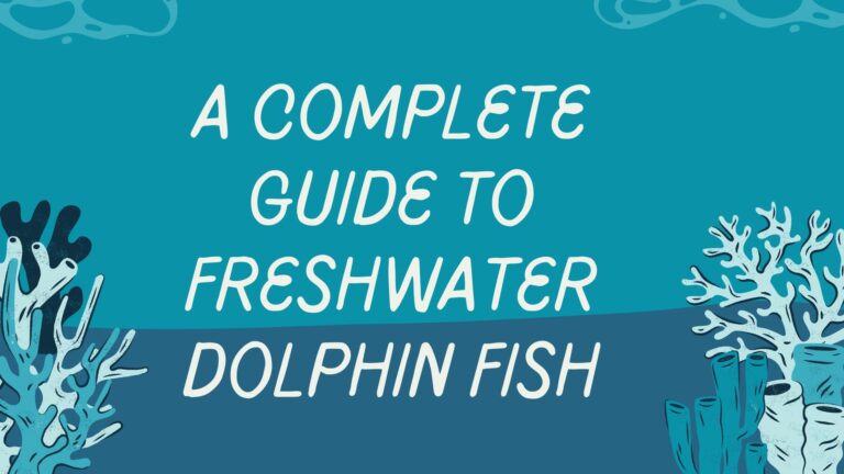 Freshwater Dolphin fish
