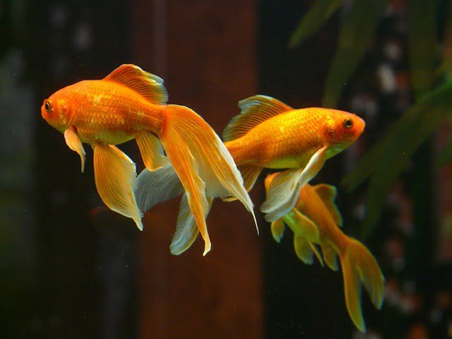 Goldfish Ich Treatment