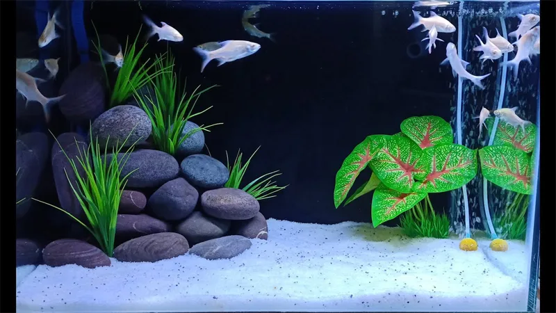 Aquarium Decorations