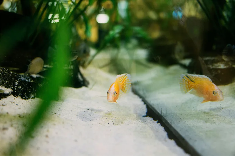 How To Clean Aquarium Sand