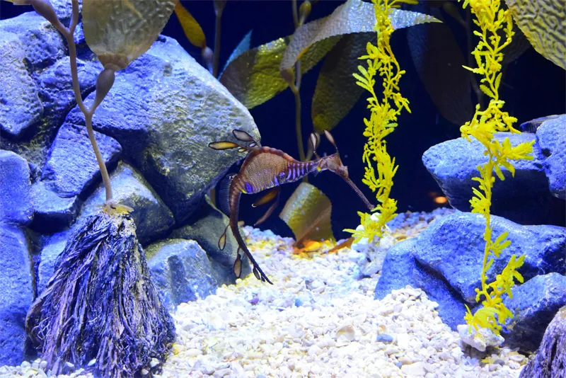 How To Clean Aquarium Sand