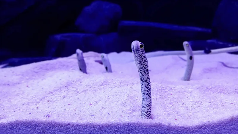 How To Clean Aquarium Sand