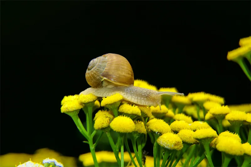 Snails In Your Aquarium