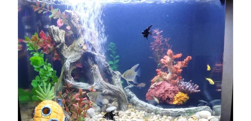  Aquarium Water