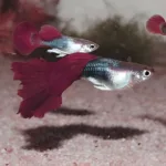 Guppy Fish Is Pregnant