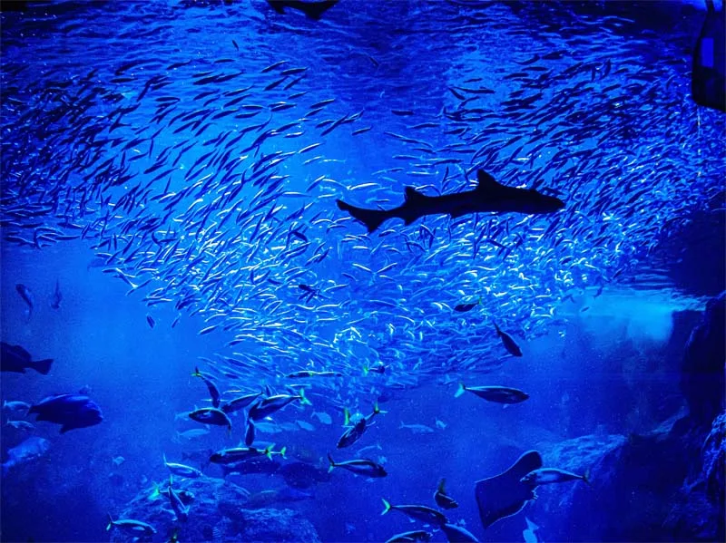 Biggest Aquarium In The World