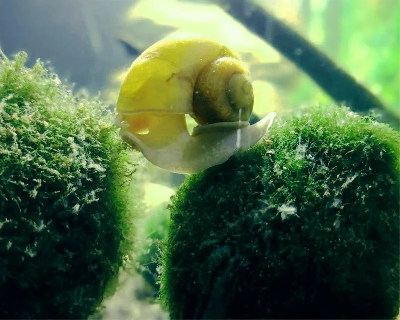 Snails In Your Aquarium