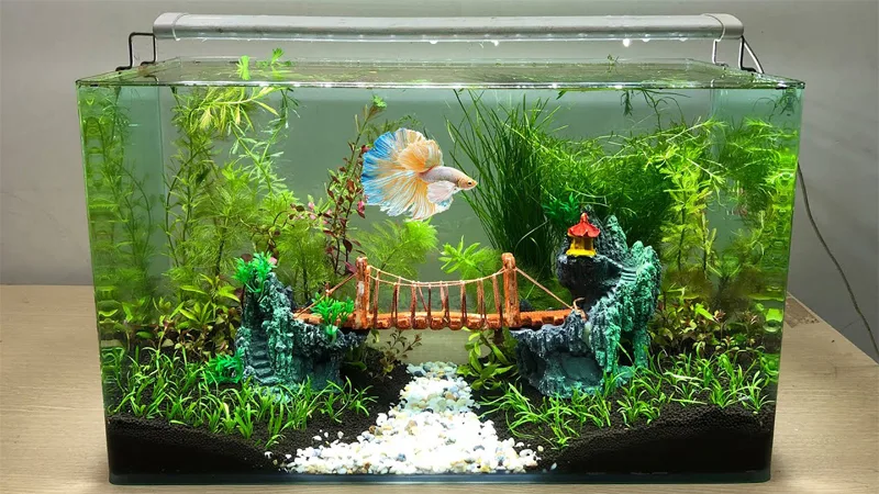 Aquarium Decorations